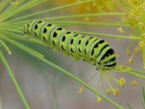 caterpillar_on_dill.jpg