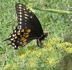 swallowtail_on_dill.jpg