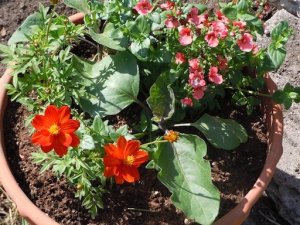 flower_pot_n_eggplant_4-22-14_preview.jpg