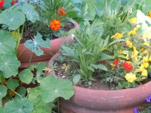 flower_pots_2_4-22-14_preview.jpg