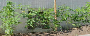 6_cherry_tomato_plants.png