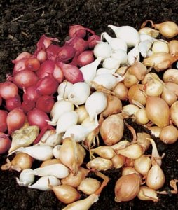 onion_sets.jpg