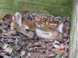 day-old_fawn_6-14.jpg