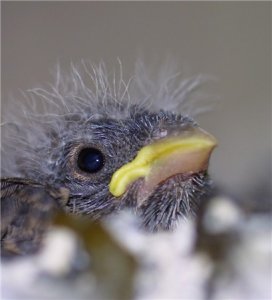 baby-bird.jpg