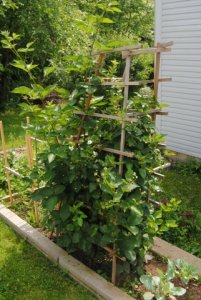blackberry_canes.jpg