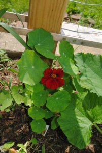 nasturtium.jpg