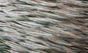 111fish.png
