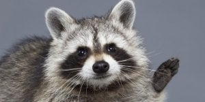 o-raccoon-facebook.jpg