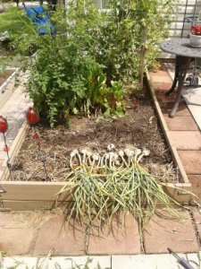garlic_harvest.jpg