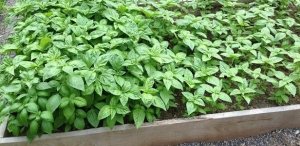 basil1.jpg
