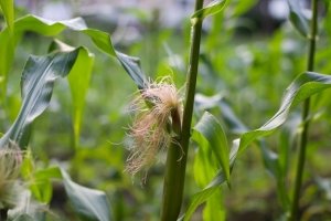 baby_corn.jpg