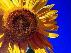 sunflowerlr.jpg
