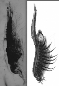 diamond_inclusion_and_brine_shrimp.png