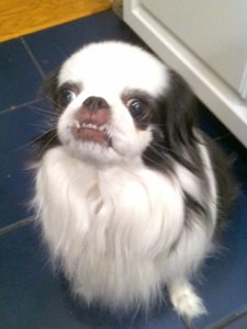 puppic.jpg puppic.jpg