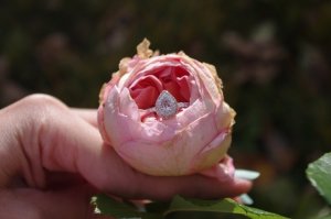 pink_pear_2.jpg