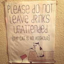 img_cat.jpg