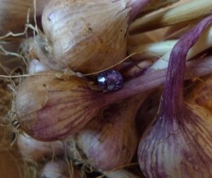 sapphandgarlic2.jpg