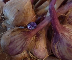 fwsapphire1_garlic.jpg