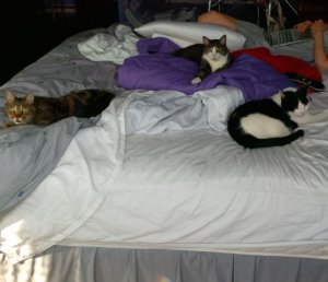 morningofaugust162014inbedwithmykitties.jpg