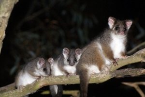 common-ringtail-possums-by-kookr.jpg