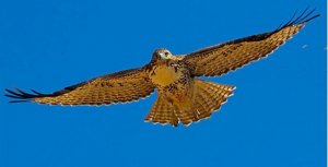 bird1.jpg