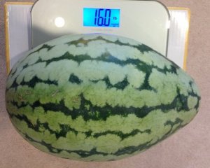 lastwatermelon.jpg