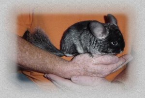 chinchilla.jpg