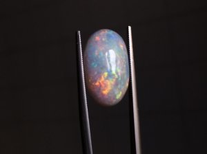 _22964.jpg