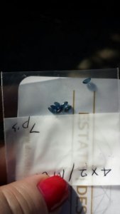 dk_sapphires_resized_opt.jpg dk_sapphires_resized_opt.jpg