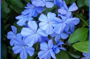 plumbago_4.jpg