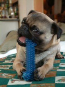 year1nylabone.jpg