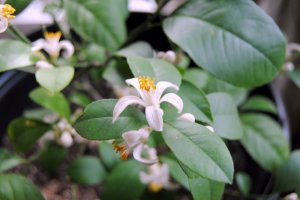 holiday2014lemontree.jpg