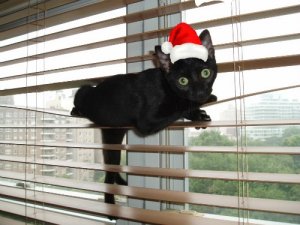 francescawearingsantahatdecember2014.jpeg