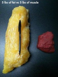fat_and_muscle.jpg