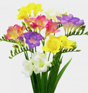 freesia.jpg
