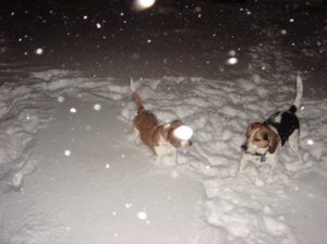 snowpuppies.jpg