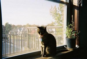 SammyWindowSmall02.JPG