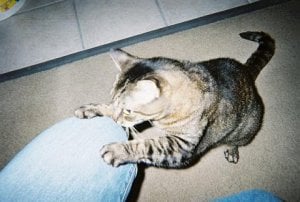 KatieScratch01.JPG