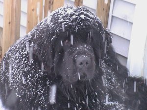 grfgriffsnow5.jpg