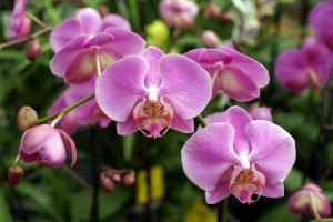 pink-orchids-photo-02265_1_.jpg