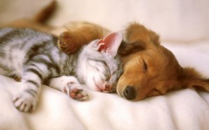 dog-and-cat-sleeping-copy.jpg
