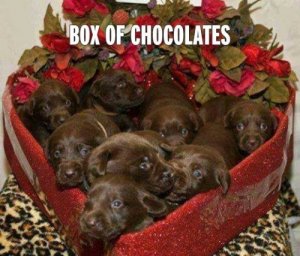 boxofchocolatepuppieslove.jpeg