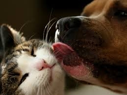 kittyanddogkissing.jpg