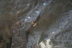 img_7100.jpg