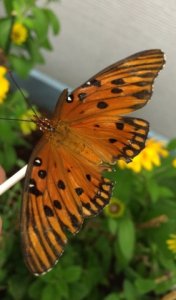 img_7299.jpg