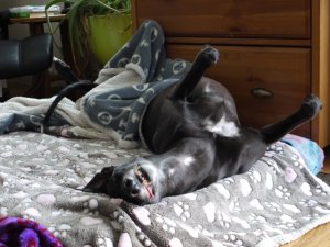 sleepy_puppy.jpg