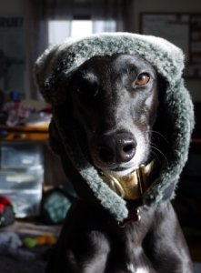 model_dog.jpg