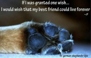 dog-quotes-9.jpg