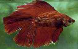 betafish.jpg