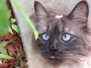 Muffinlickinher lips.JPG